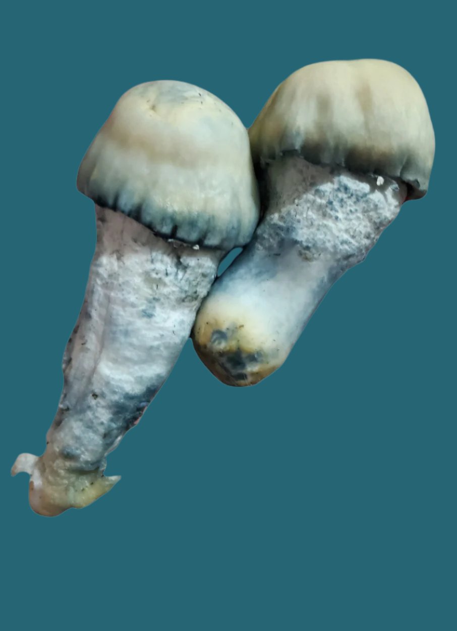 Psilocybe cubensis- Halo Spore Swab