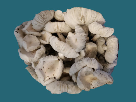 Psilocybe cubensis- Jack Frost Spore Swab