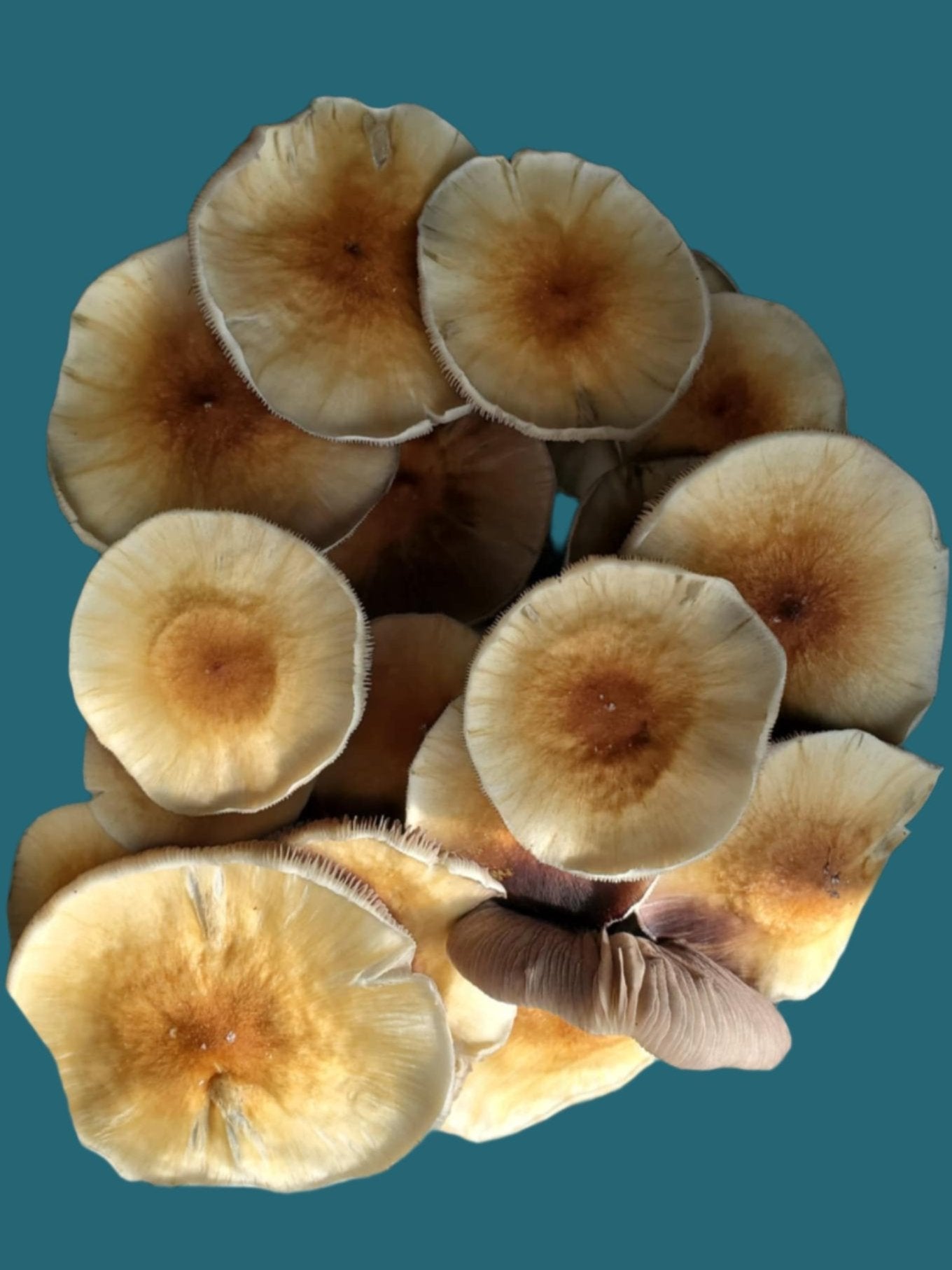 Psilocybe cubensis- Golden Mammoth Spore Swab